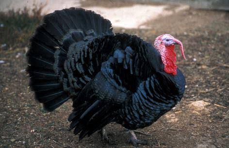 <p>identify</p>