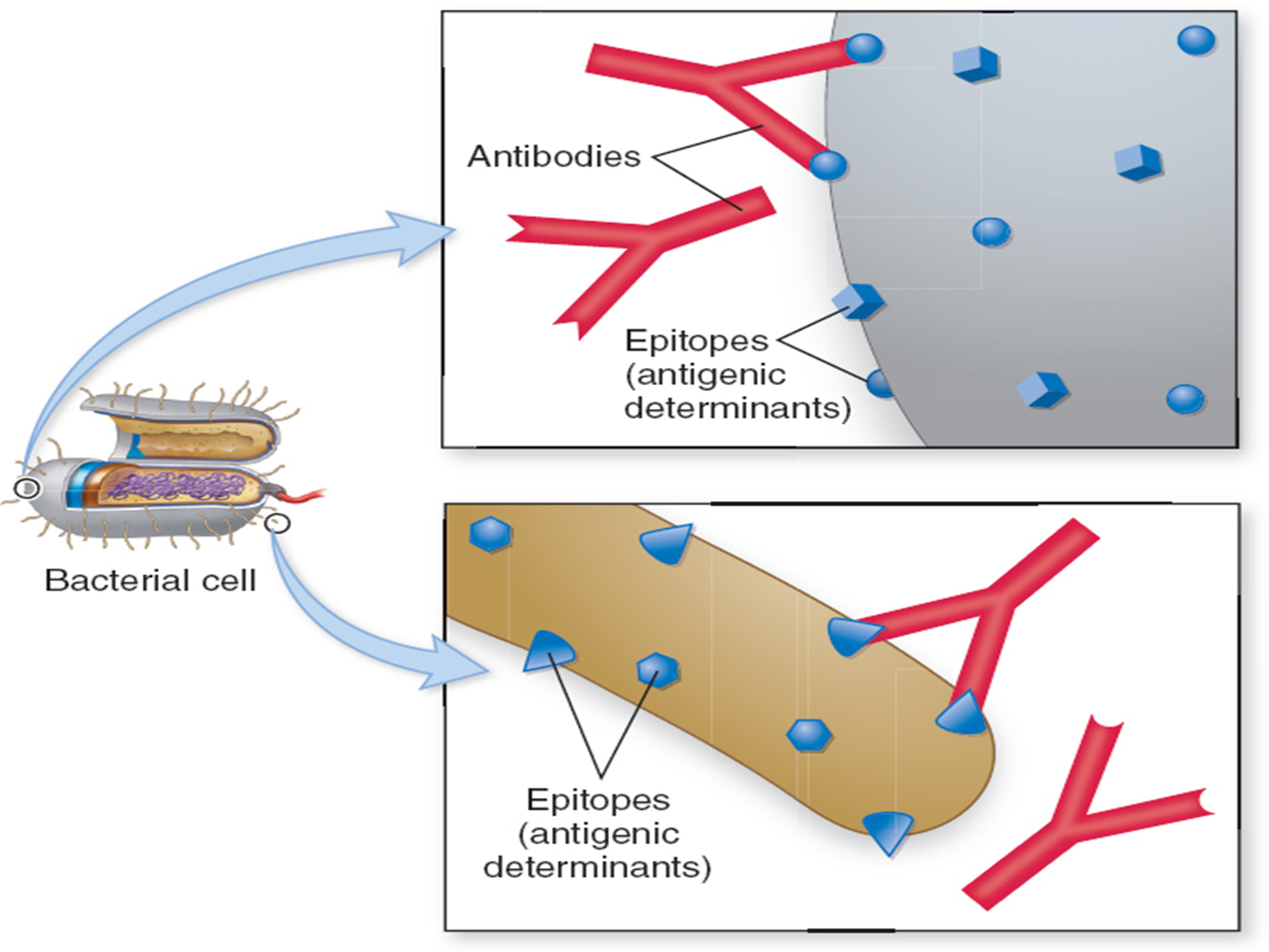 <p><span>specific region of the antigen at which an antibody binds</span></p>