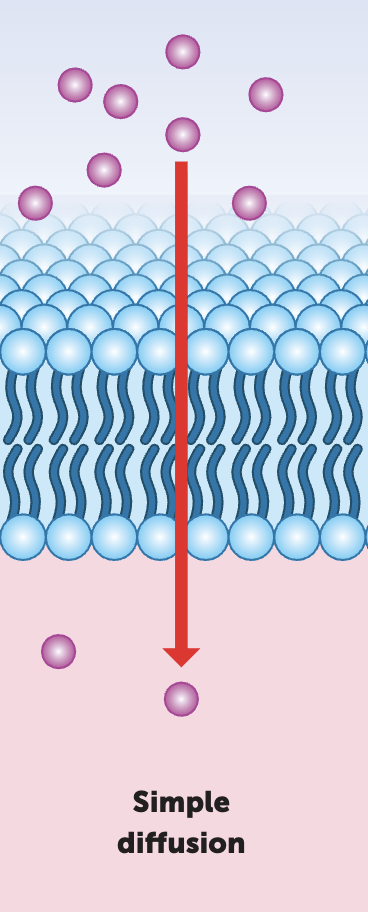 <p><span style="color: green;"><strong>What is simple diffusion</strong></span></p>