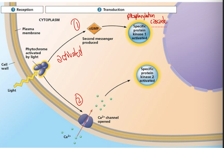 <ul><li><p>first pathway: cGMP</p><ul><li><p>weak levels of light trigger the phytochrome and initiates the <strong>secondary messenger</strong> cGMP</p><ul><li><p>activates guanlyl cyclase</p></li></ul></li><li><p>cGMP then activates a protein kinase </p><ul><li><p>carries the signal into a response</p></li></ul></li></ul></li><li><p>second pathway Ca2+ ions</p><ul><li><p>phytochrome activation opens up Ca2+ channels, floodng the cytossol with increase in Ca2+</p></li><li><p>this activates a different protein kinase to initate a response</p></li></ul></li><li><p>both pathways must be induced for full de-etilotation to occur</p></li></ul><p></p>