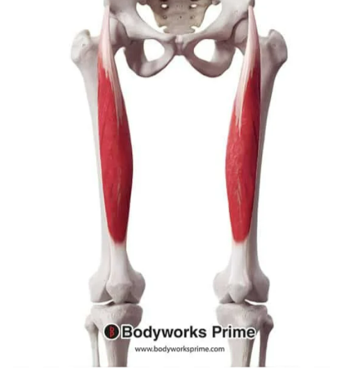 <p>rectus femoris</p>