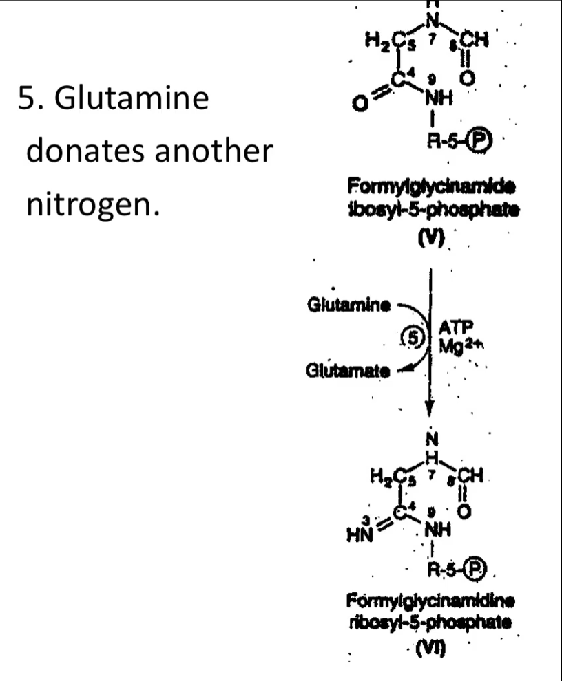 <p><u>5. Glutamine donates another nitrogen.</u></p><ol start="5"><li><p><strong>Formylglycinamide ribosyl-5-phosphate (FGAR) → Formylglycinamidine ribosyl-5-phosphate (FGAM)</strong><br>(with glutamine donating nitrogen, becomes glutamate)</p></li></ol><p><strong>FGAM synthetase</strong></p><p>The next step, #5, is the<strong> introduction of another nitrogen</strong>. <strong>Nitrogen</strong> is <strong>brought in</strong> by <strong>glutamine</strong> and <strong>attaches to the oxygen</strong>. This is a<strong> mechanism that requires the presence of ATP</strong>, <strong>but ATP is hydrolyzed </strong>to <strong>provide the energy</strong>. </p>