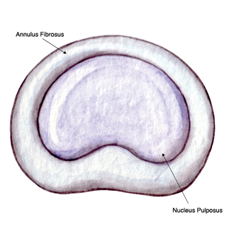 <p>a. nucleus pulposus</p>