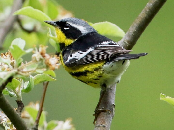 <p>magnolia warbler </p><p>gray crown <br>black mask <br>yellow underside w/ thic black streaks <br>broken white eyering </p>