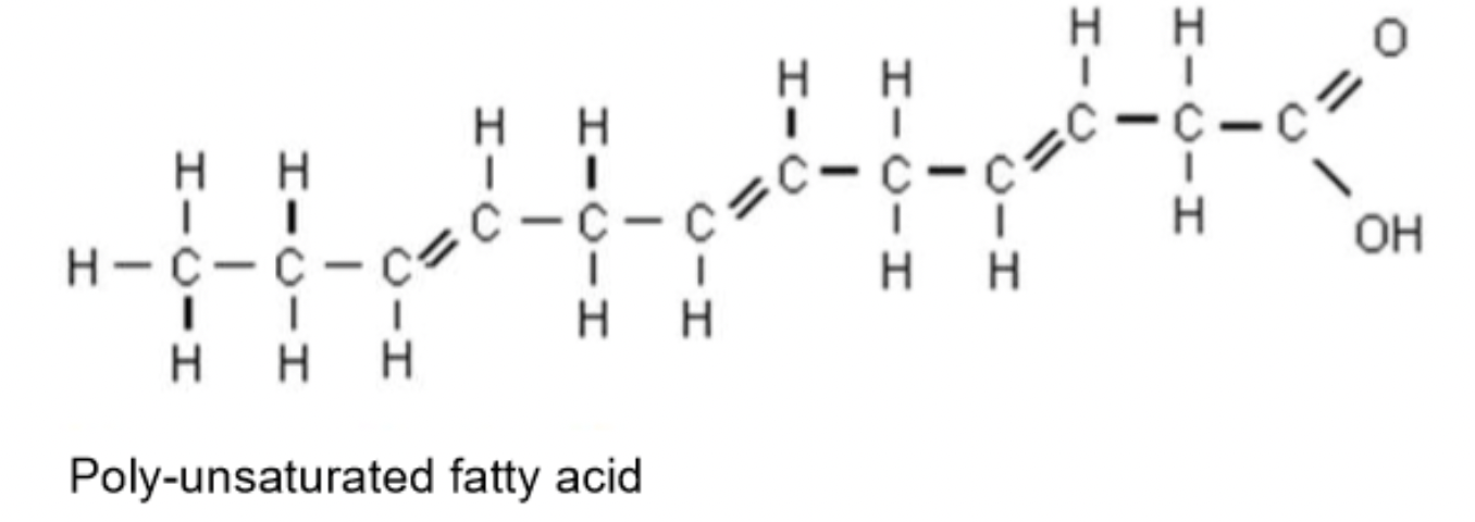 <ul><li><p>more than one C=C double bonds</p></li><li><p>bent/kinky chain</p></li><li><p>loosely packed/cannot be tightly packed - lower melting point</p></li></ul><p></p>
