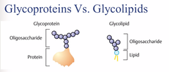 <p>glycolipids (c-l-p)</p>