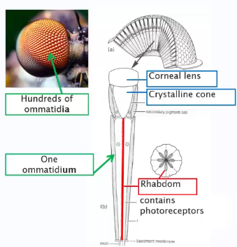 <p>Hundreds of ommatidia </p><p>(singular = ommatidium).</p>