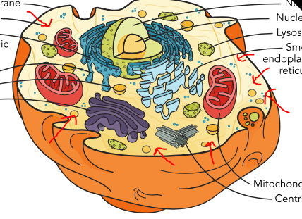 <p>What part of the cell is this</p>