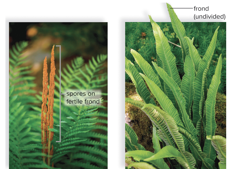 <p><span>phylum Polypodiophyta</span></p><ul><li><p>lots of diversity - <span>Most abundant in warm, moist tropical regions; also found in temperate areas</span></p></li><li><p><span>leaves are called <strong>fronds</strong> and grow from rhizome </span></p></li><li><p><span>•Dominant sporophyte stage produces windblown spores</span></p></li><li><p><span>have true roots, stems, and leaves with vascular tissue </span></p></li></ul><p></p>