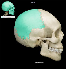 <p>Category: Cranial Bones</p><p>Features:</p><ul><li><p>sagittal suture</p></li><li><p>coronal suture</p></li></ul><p></p>