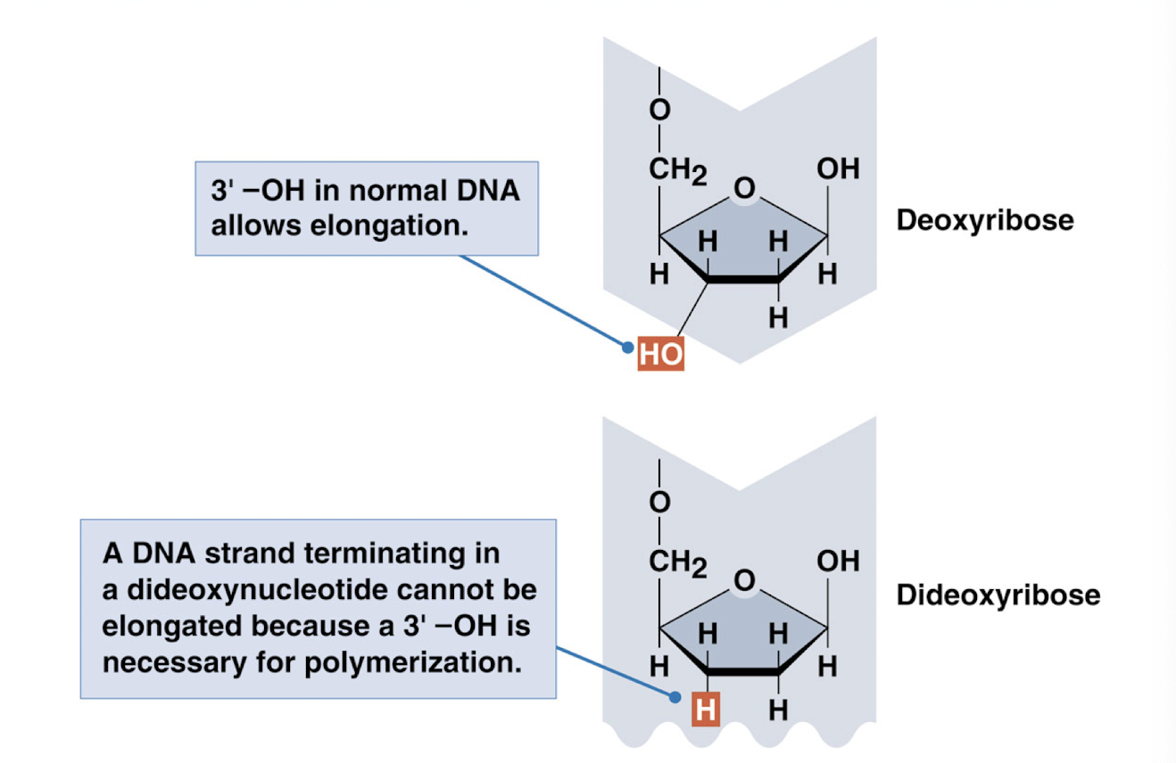 <p>terminates chain elongation</p><p>dideoxyribose: no 3’ OH group, so DNA replication cannot continue</p>