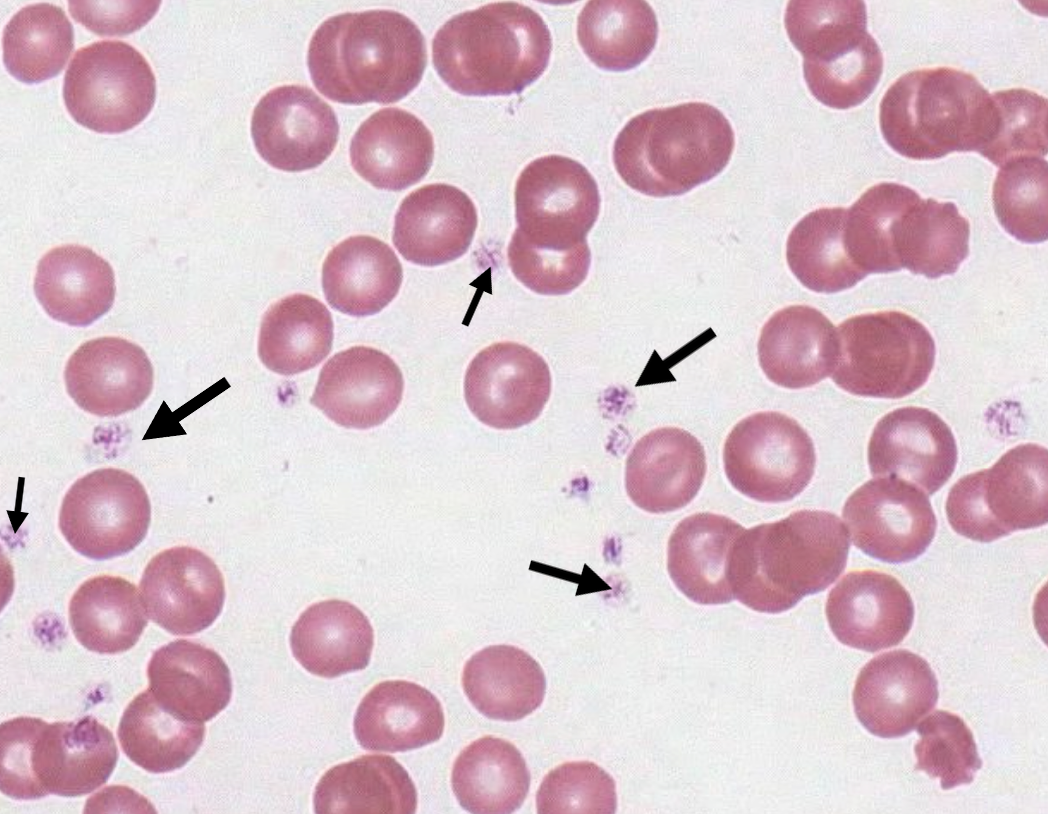 <p>What type of blood cell are the black arrows pointing to in the slide? (Canine Blood)</p>