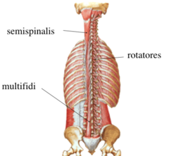<p>Deep muscle group of the back involved in stabilization, extension, and rotation of the spine.</p>