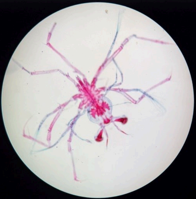 <p>phyllosoma larvae (spiny lobster larvae)</p>