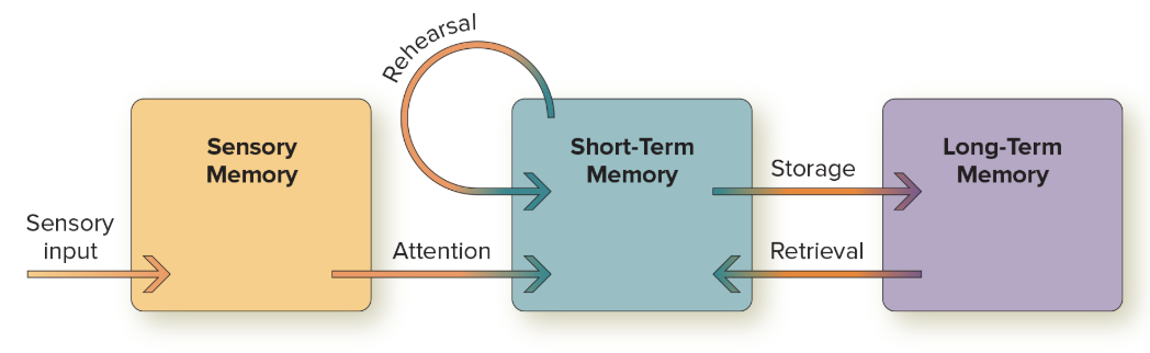 <p>theory stating that memory storage involves three separate systems: sensory memory, short-term memory, and long-term memory</p>