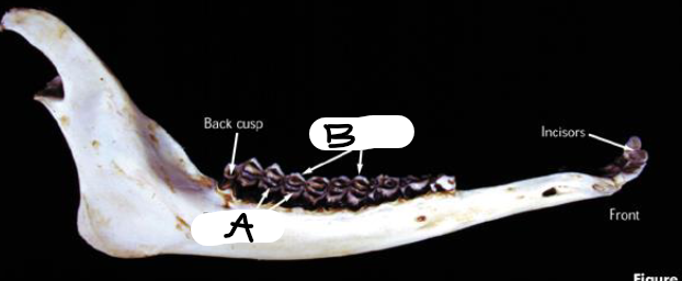 <p>What’s A, What’s B</p>