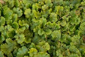 <p>Liverwort Plants</p>
