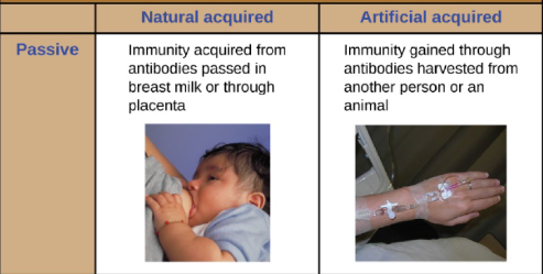 <p><strong>Natural</strong> acquired</p><ul><li><p>Getting immunity from antibodies passed in <strong><u>breast milk</u> </strong>or <strong><u>placenta</u></strong></p></li></ul><p><strong>Artificial </strong>acquired</p><ul><li><p>Getting immunity from antibodies <strong>harvested </strong>from <strong>another <u>person</u> </strong>or <strong><u>animal (</u>antivenom<u>)</u></strong></p></li></ul><p></p>