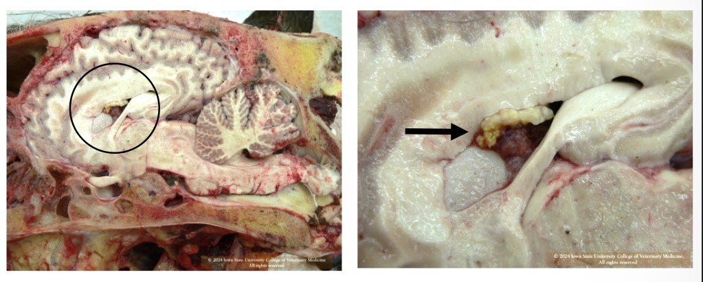 <p>What is the black arrow pointing at in this horse? Is it likely malignant or benign? What is a possible sequelae of this mass?</p>