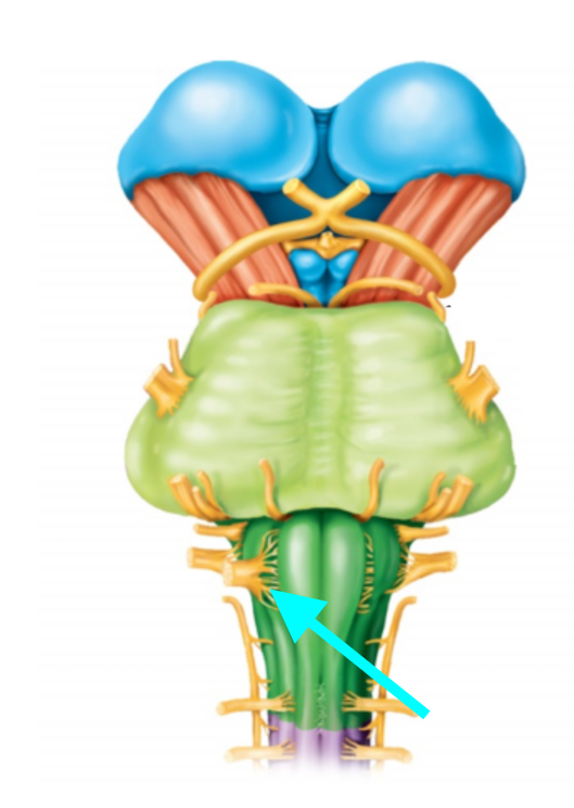 <p>Nerve, number, sensory or motor?</p>
