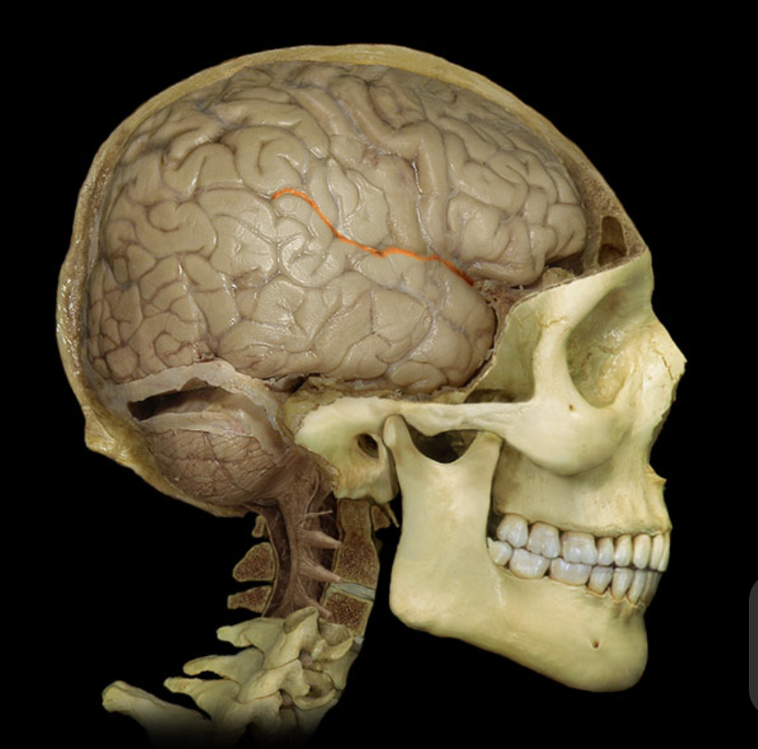 <p>What brain part is this?</p>