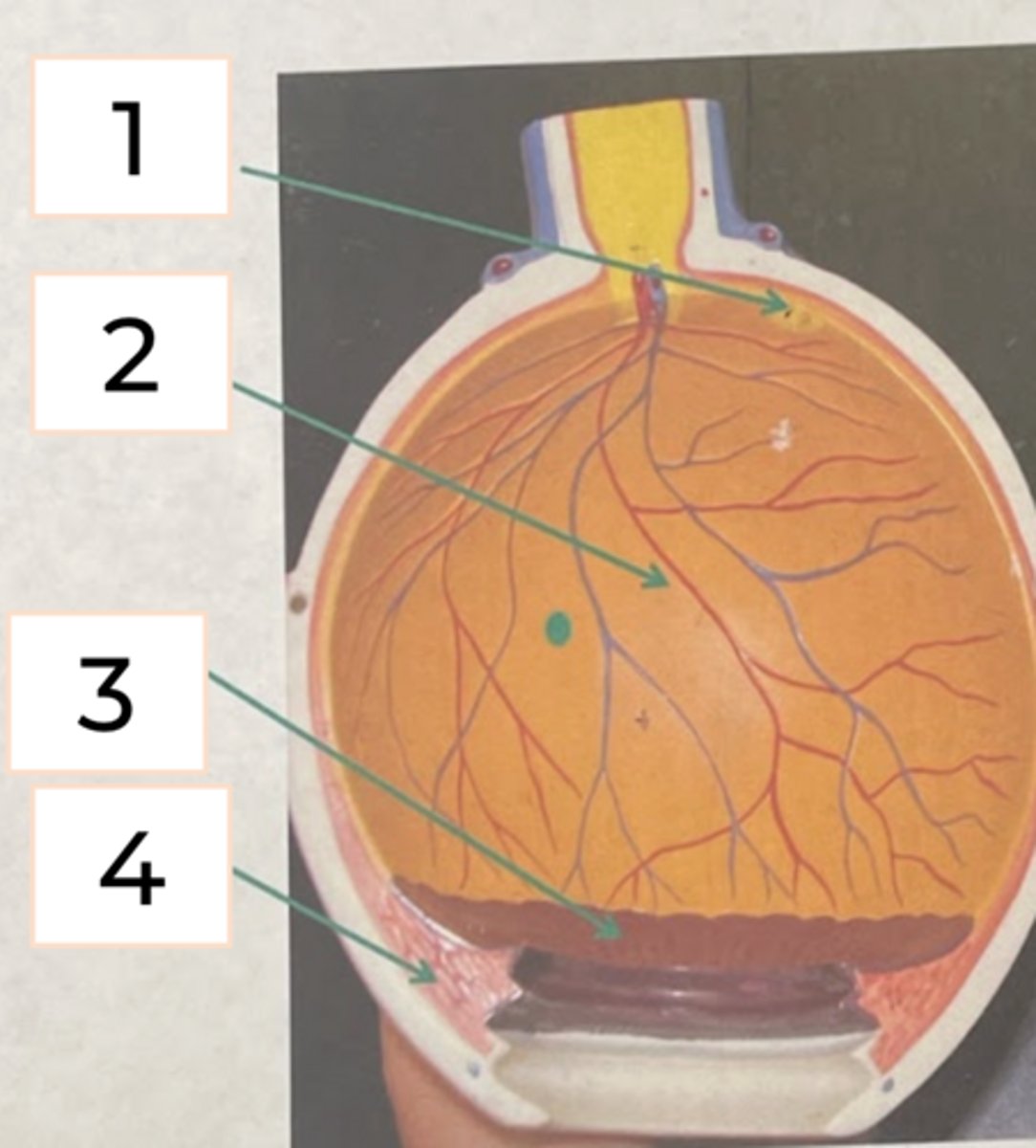 <p>#3</p><p>• produces clear water fluid that fills the space between the cornea and the lens</p>