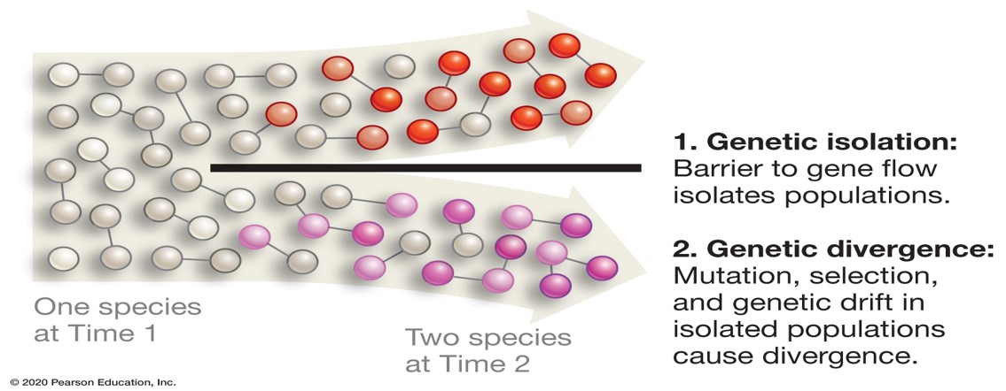 <ul><li><p><span>fundamental changes in populations</span></p></li><li><p><span>Speciation is a 2-step process:</span></p><ul><li><p><mark data-color="yellow" style="background-color: yellow; color: inherit;">genetic isolation:</mark> gene flow must be restricted between two populations (i.e., no exchange of alleles)</p><p><mark data-color="yellow" style="background-color: yellow; color: inherit;">genetic divergence:</mark> evolutionary forces act independently in the two populations</p><ul><li><p><span>e.g., traits evolve in each population as adaptations to their own environment; <em>as a side effect</em>, these traits also prevent populations from exchanging alleles</span></p><p></p></li></ul></li></ul></li></ul><p></p>