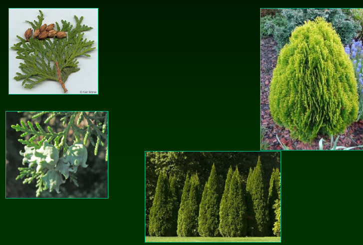 <p>•</p><p>Cupressaceae</p><p>•</p><p>Native northern tier of states</p><p>•</p><p>Key Characters:</p><p>•</p><p>Evergreen</p><p>•</p><p>Flattened sprays of leaves</p>