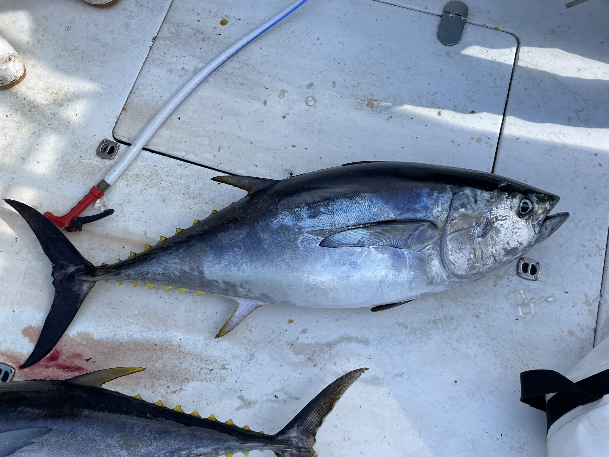 <p>Memory Trick: big eyes, straight edge, og 2 dorsal</p><p>very large dark eye and pectoral fins only reaches the origin of the second </p><p>dorsal (longer than bluefin, shorter than albacore).</p><p>Torpedo Body</p><p>From bird’s eye straight to body rather than (yellowfin have much more curved pectoral), more rotund </p><ul><li><p><strong>Size:</strong> Avg. adult <strong>80–140 cm (31–55 in; 2.6–4.6 ft)</strong>, <strong>10–60 kg (22–132 lb)</strong>;</p><ul><li><p>large adults commonly reach<strong> </strong>(55–71 in; 4.6–5.9 ft) and (132–220 lb).</p></li></ul></li></ul><p></p>