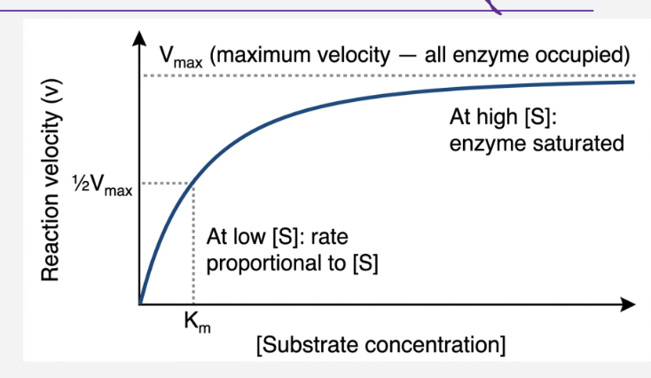 <ul><li><p>the Michaelis-Menten curve </p></li></ul><p><strong>The experiment :</strong></p><ul><li><p>fixed amount of enzyme </p></li><li><p>vary substrate conc</p></li><li><p>measure how fast the product is made - velocity </p></li><li><p>plot velocity vs ( s) </p></li></ul><p></p><p><strong>observations :</strong></p><p>Low [S]</p><p>• Rate increases as you add more substrate</p><p>• Enzyme has spare capacity</p><p>High [S]:</p><p>• Rate levels off</p><p>• Every enzyme molecule is busy</p><p>Maximum rate = Vmax= all full</p><p>• All enzyme molecules occupied</p><p>Shape = hyperbolic curve</p><p></p>