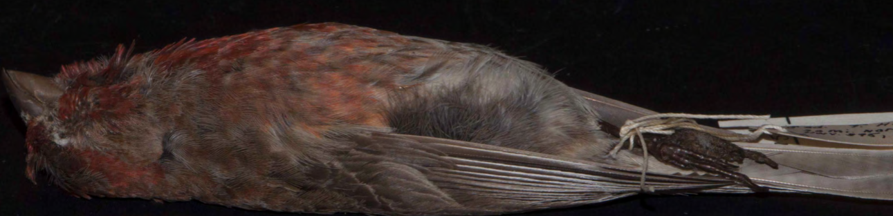 <p>House Finch</p>