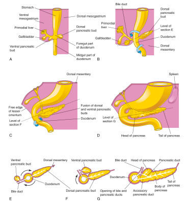 <ol><li><p>The pancreas forms from two buds arising from duodenal endoderm: Ventral bud – close to the gall bladder (ventral mesentery) Dorsal bud – dorsal mesentery</p></li><li><p>Splanchnic mesoderm gives rise to pancreatic connective tissue</p></li><li><p>Growth pattern of the stomach causes the duodenum to rotate to the right and become C-shaped</p></li><li><p>Change in duodenum position causes the ventral pancreatic bud to move dorsally (similar to the bile duct entrance position change)</p></li><li><p>Ventral bud is brought immediately below and behind the dorsal bud</p></li><li><p>The two buds fuse: ventral bud = inferior part of the pancreas head; dorsal bud = remainder</p></li><li><p>Rapid stomach growth &amp; consequent rotation of the duodenum causes pancreas &amp; most of the duodenum to become retroperitoneal</p></li><li><p>Duct system of the 2 buds fuse (distal dorsal pancreatic duct + ventral pancreatic duct) form main pancreatic duct</p></li><li><p>Proximal part of the dorsal pancreatic duct usually disappears but may persist as the accessory pancreatic duct</p></li><li><p>Main pancreatic duct + bile duct enters the duodenum at the major papilla and accessory duct associated with minor papilla</p></li></ol><p></p>