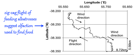 <ul><li><p>olfactory cues</p><ul><li><p>follow concentration gradients of odors</p><ul><li><p>used by seabirds (e.g., Procellariiformes) to locate nest sites and food </p><ul><li><p>e.g., petrels with severed olfactory nerves could not find nest site </p></li></ul></li></ul></li></ul></li></ul><p></p>