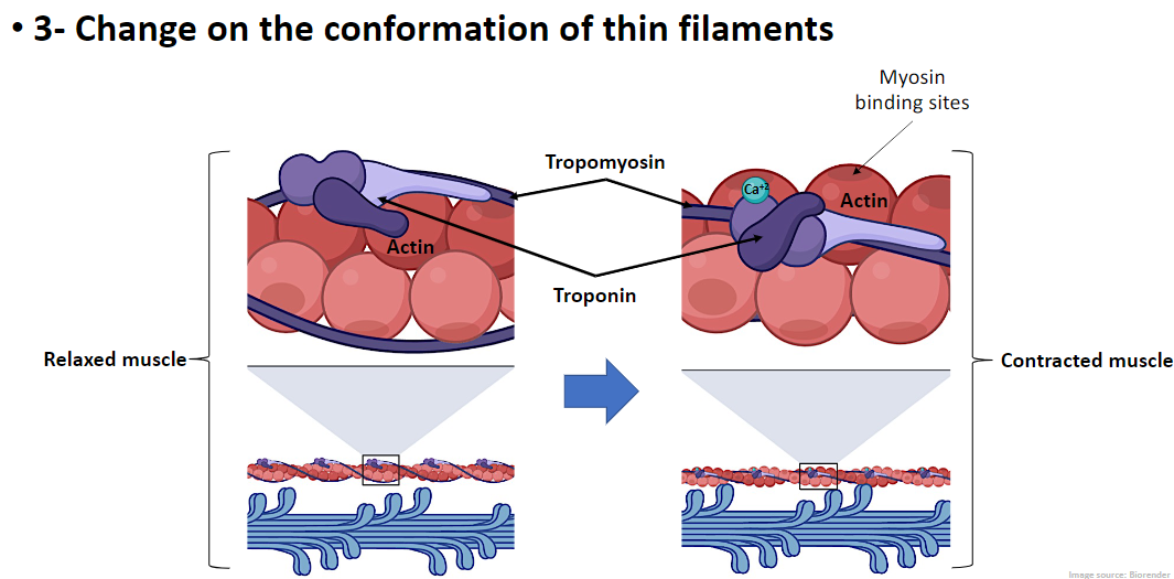 <p><strong>Relaxed Muscle</strong><br> <strong>Tropomyosin</strong> covers <strong>myosin binding sites</strong> on <strong>actin</strong><br> <strong>Myosin cannot bind</strong>, muscle remains relaxed</p><p><strong>Contracted Muscle</strong><br> <strong>Ca²⁺ binds to troponin</strong><br> <strong>Troponin changes conformation and pulls tropomyosin away</strong><br> <strong>Tropomyosin moves</strong>, exposing <strong>myosin binding sites</strong> on <strong>actin</strong><br> <strong>Myosin heads attach</strong>, initiating contraction</p><p><strong>Key Point</strong><br> <strong>Calcium-induced conformational change</strong> in thin filaments allows <strong>myosin–actin interaction</strong> for <strong>muscle contraction</strong>)</p>