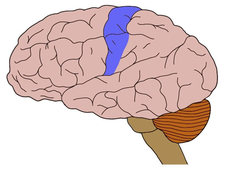 <p>What is this area of the brain called?</p>