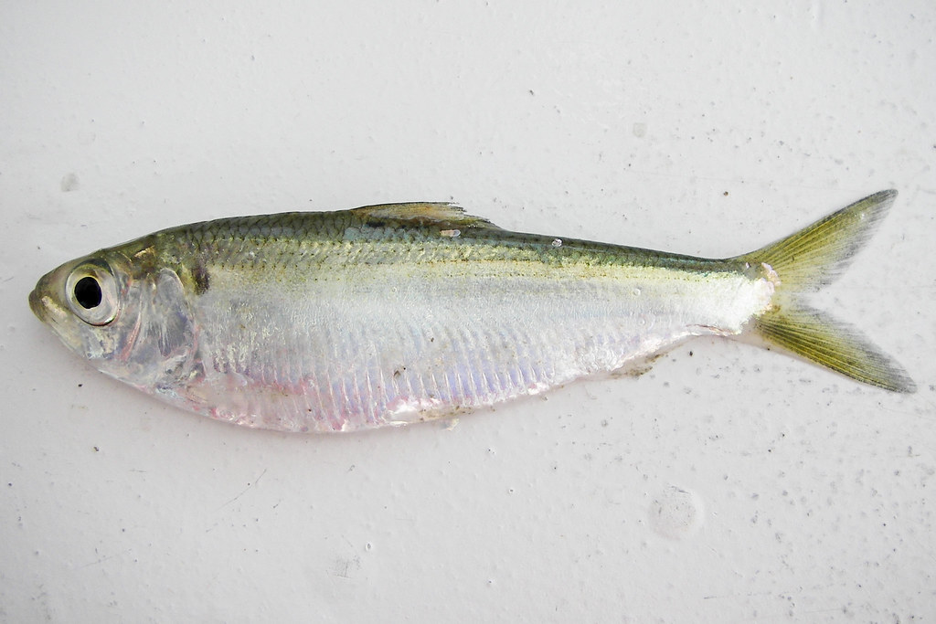 <p>herrings</p>