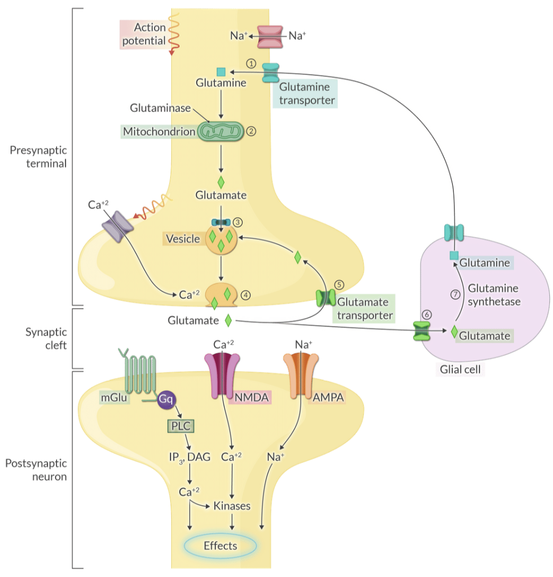 <p>Glial cells take up glutamate from the synapse and convert it to glutamine via glutamine synthetase, which is then returned to neurons for reconversion to glutamate.</p>