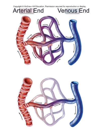 <ul><li><p>Co-dependently, as groups called capillary beds</p></li><li><p>Capillaries drain into a series of venules → veins</p></li></ul><p></p>