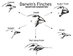 <p>Organisms of the SAME species adapts to different environments. </p><p>Ex: Darwins finches</p>
