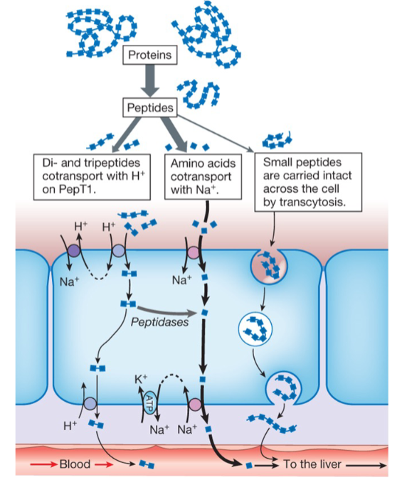 <p>Protein absorption in the sm. intestine</p>