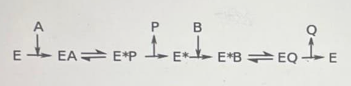 <p>Identify the reaction mechanism of the enzyme in the reaction below:</p><p>A) Sequential mechanism</p><p>B) Random sequential mechanism</p><p>C) Ping-pong mechanism</p><p>D) Ordered sequential mechanism</p>