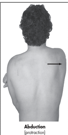 <p>Scapula moves laterally away from spinal column </p><p>Frontal Plane</p>