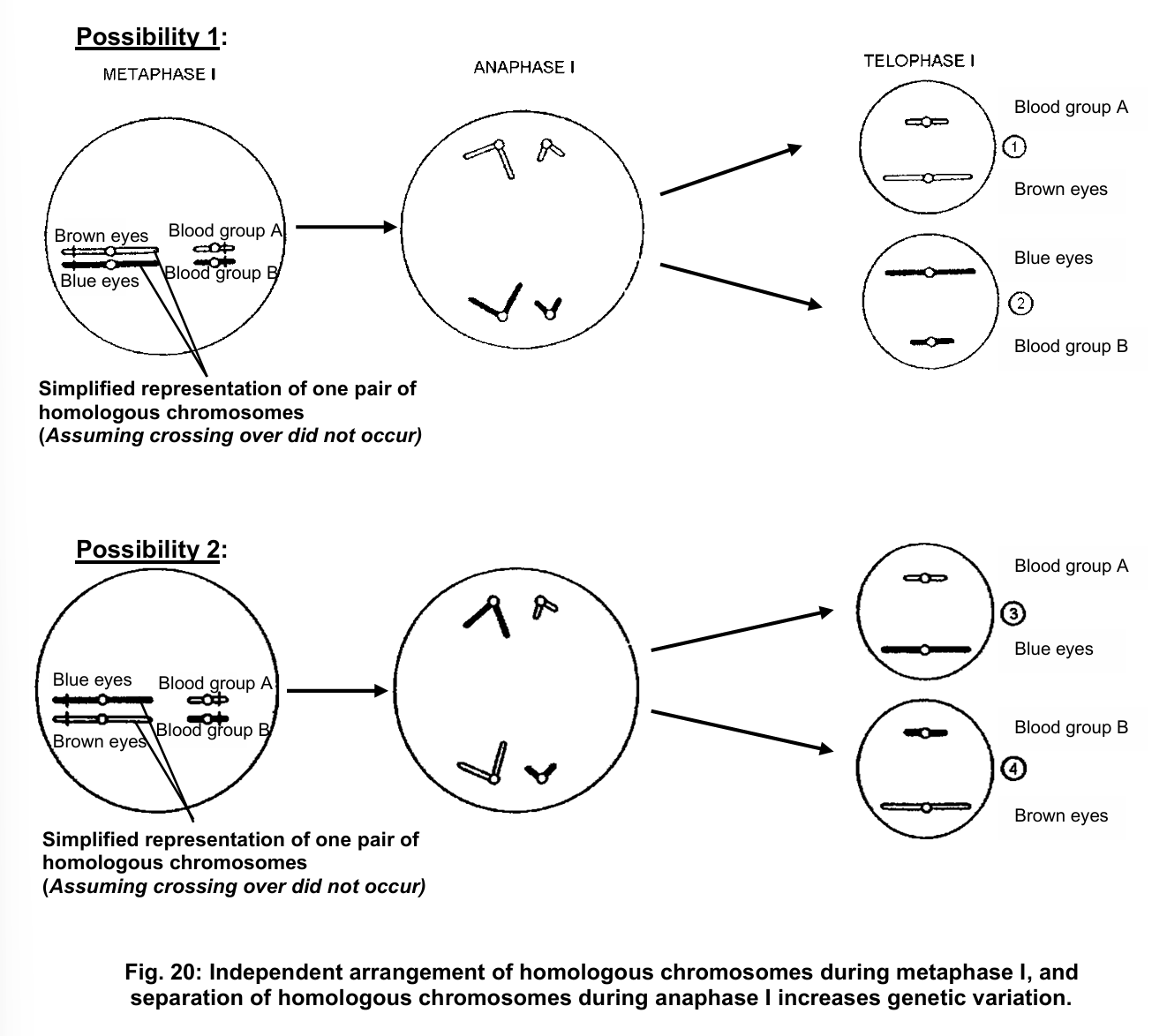 <ul><li><p>crossing over between homologous chromosomes during prophase I → there is an exchange of genetic material between homologous chromosomes</p></li><li><p>independent assortment of chromosomes</p><ul><li><p>independent arrangement of homologous chromosomes at the equator of the cell during metaphase I and their subsequent separation during anaphase I</p></li><li><p>random arrangement of the non-identical chromatids at the equator during metaphase II, and the subsequent separation of the non-identical chromatids during<br>anaphase II [when crossing over occurs in prophase I, the sister chromatids are no longer genetically identical]</p></li></ul></li><li><p>both crossing over and independent assortment of chromosomes will lead to new combination of alleles</p></li><li><p>all 4 resultant cells are different from one another → with more pairs of homologous chromosomes, the number of possible combinations of alleles becomes enormous</p><ul><li><p>a human, with 22 homologous pairs of chromosomes + 1 pair of sex chromosomes, has a potential of 2<sup>23 </sup>= 8,388,608 different combinations of alleles</p></li></ul></li></ul><p></p>