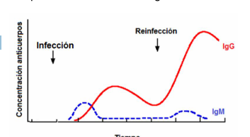 <p>consiste en detectar los anticuerpos que nosotros hemos generado.</p>