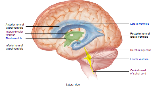 <p>Cerebrospinal fluid</p>