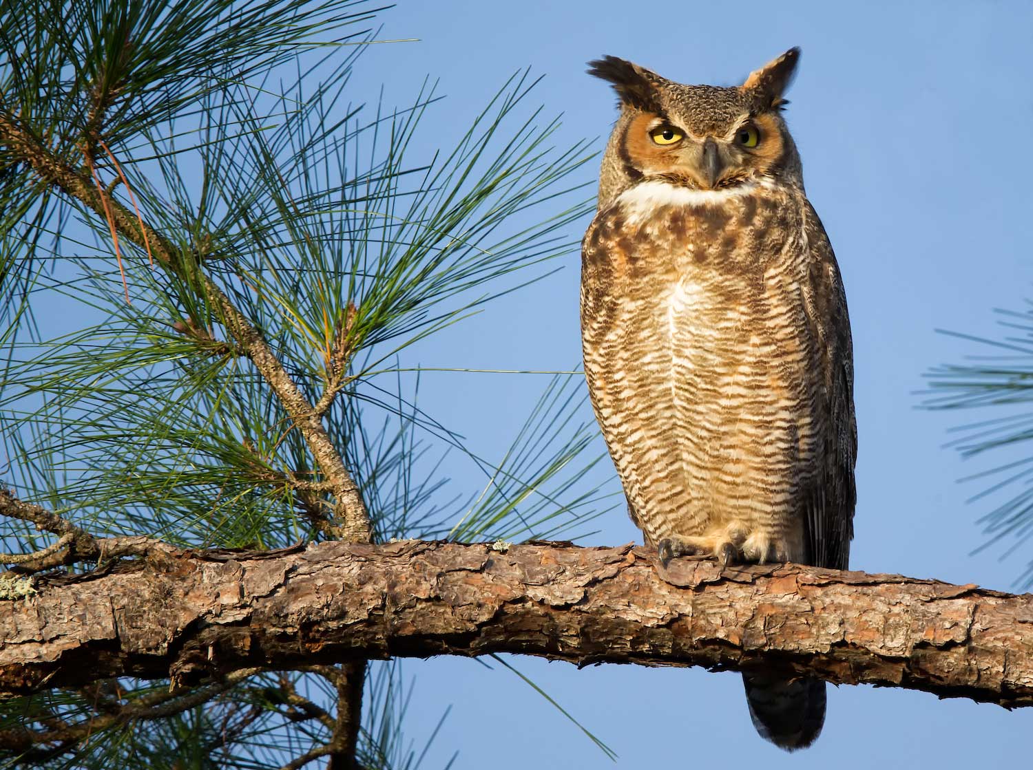 <p>Great Horned Owl</p>
