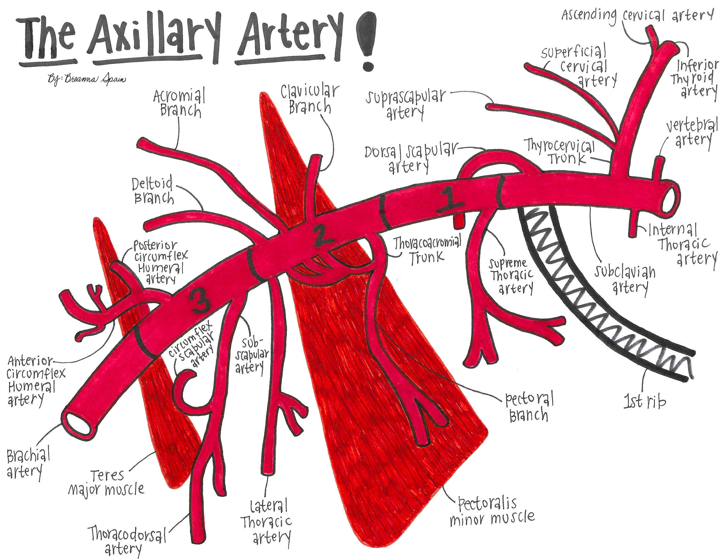 <p>part 1: (proximal to pectoralis minor)</p><ul><li><p>superior thoracic artery</p><ul><li><p>top of ribcage</p></li><li><p>blood goes to top of chest</p></li></ul></li><li><p>part 2: (deep to pectoralis minor)</p><ul><li><p>thoracoacromial trunk(called trunk bc many branches)</p><ul><li><p><strong>C</strong>lavicular, <strong>A</strong>cromial, <strong>D</strong>eltoid<strong>, P</strong>ectoral branches</p></li><li><p>Cadavers Are Dead People</p></li></ul></li><li><p>lateral thoracic artery (SALT)</p><ul><li><p>goes to breast and lateral chest wall</p></li></ul></li></ul></li><li><p>part 3:(distal to pectoralis minor)</p><ul><li><p>subscapular artery, which branches into →</p><ul><li><p>circumflex scapular artery</p><ul><li><p>wraps around humerus</p></li></ul></li><li><p>thoracodorsal artery</p><ul><li><p>goes towards latissimus dorsi</p></li></ul></li><li><p>anterior humeral circumflex artery</p><ul><li><p>smaller</p></li></ul></li><li><p>posterior humeral circumflex artery</p><ul><li><p>larger</p></li></ul></li></ul></li><li><p>circumflex= wraps around </p></li></ul></li></ul><p></p><p>Screw (superior thoracic artery)</p><p>The (thoracromial trunk)</p><p>Lawyer (lateral thoracic artery)</p><p>Save (subscapular artery)</p><p>A (anterior circumflex humeral artery)<br>Patient (posterior circumflex humeral artery)</p><p></p>