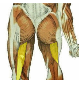 <p>What is the highlighted muscle? What is its innervation?</p>