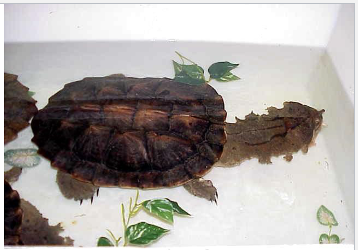 <p>15 genera, 69 species</p><p>• Found in Australia and New Guinea and South America</p><p>• Aquatic, mostly freshwater</p><p>• Omnivorous</p><p>Only major group of freshwater turtles in Australia</p><p>Most species-rich family of turtles in South America</p><p>mata-mata turtle</p>