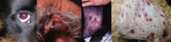 <p>What are the clinical signs of IMT?</p>